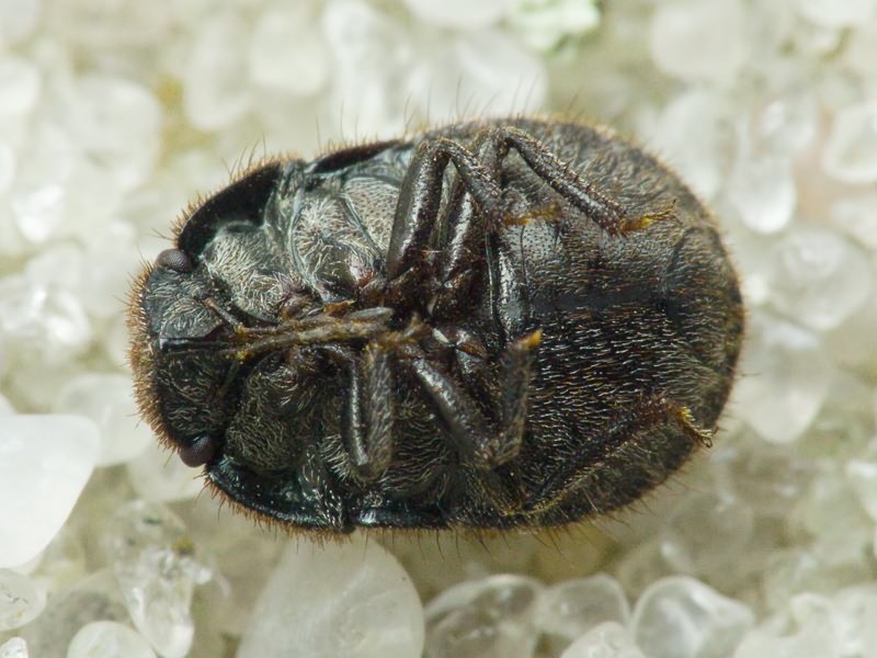 Odontoscelis (Odontoscelis) lineola Rambur, 1839